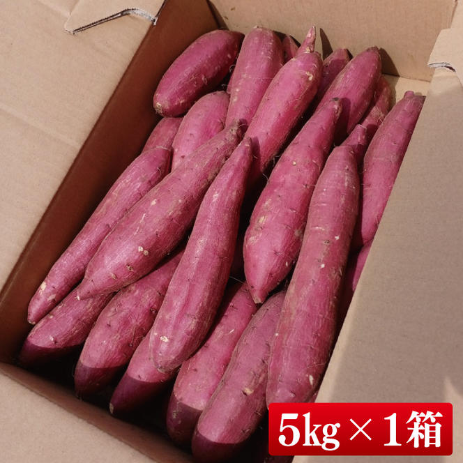 【2025年9月より順次発送】さつまいも(シルクスイート) 約5kg｜さつまいも 芋 サツマイモ シルクスイート 先行予約 茨城県 行方市(HP-2)