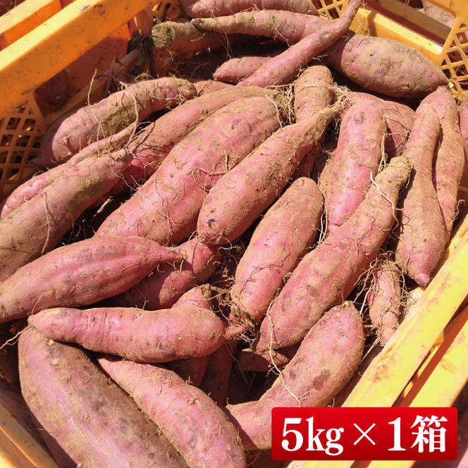 【2025年9月より順次発送】さつまいも(紅はるか) 約5kg｜さつまいも 芋 サツマイモ 紅はるか 先行予約 茨城県 行方市(HP-1)