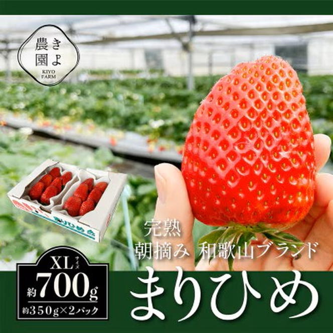 先行受付 大粒まりひめイチゴ 朝摘 6個～11個入×2パック ※2026年1月  