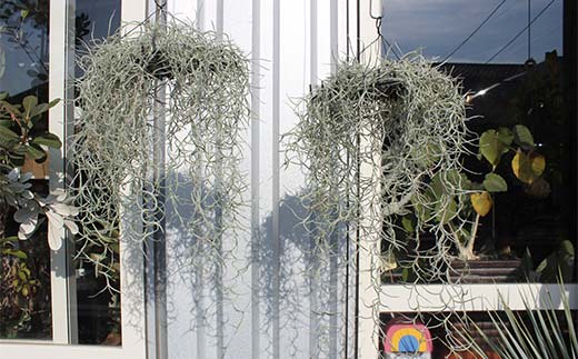 FK7-0189_エアープランツ ウスネオイデス オリジナル吊り下げ器具付き 観葉植物 植物 プラント 園芸 ガーデニング インテリア