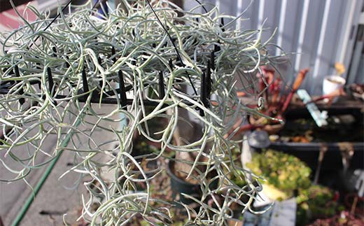 FK7-0189_エアープランツ ウスネオイデス オリジナル吊り下げ器具付き 観葉植物 植物 プラント 園芸 ガーデニング インテリア