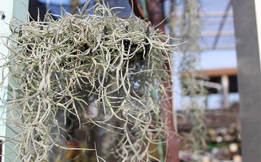 FK7-0189_エアープランツ ウスネオイデス オリジナル吊り下げ器具付き 観葉植物 植物 プラント 園芸 ガーデニング インテリア