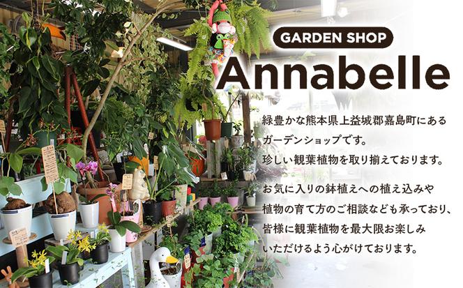 FK7-0189_エアープランツ ウスネオイデス オリジナル吊り下げ器具付き 観葉植物 植物 プラント 園芸 ガーデニング インテリア