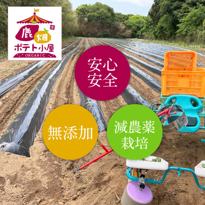 鹿嶋市産！鹿畑ポテト小屋の紅はるか ペット用 おやつ干し芋 合計500g【数量限定 ほしいも 干芋 さつまいも サツマイモ 鹿嶋市 茨城県 10000円以内】（KBR-15）