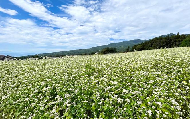信州浅間山麓 縁繋ぎ蕎麦　4人前（180g×4）生麺　信州　長野　小諸　手打ち　贈り物　プレゼント　贈答用　こだわり　お取り寄せ