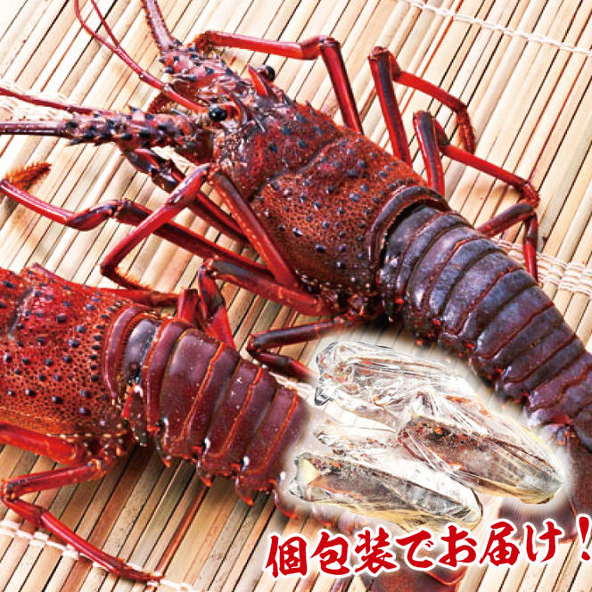 【漁師直送／活〆冷凍】伊勢海老（2kg／4～10尾）（KBL-19)