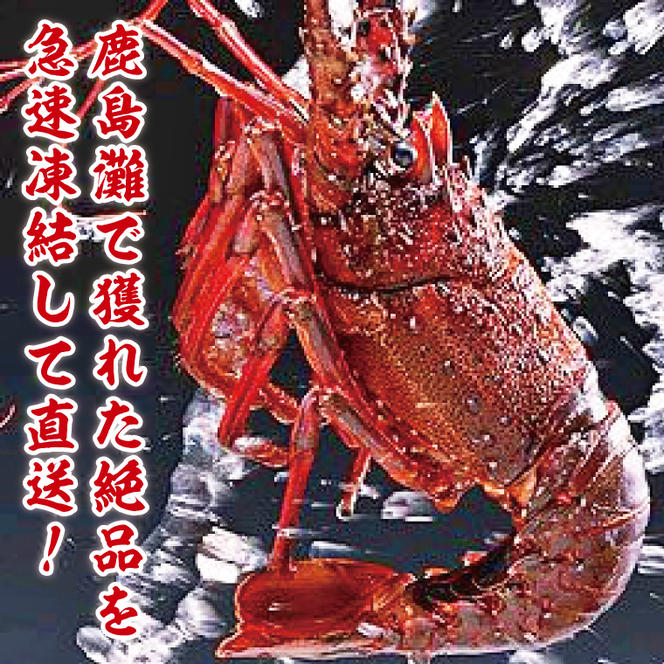 【漁師直送／活〆冷凍】伊勢海老（3kg／6～15尾）（KBL-20)