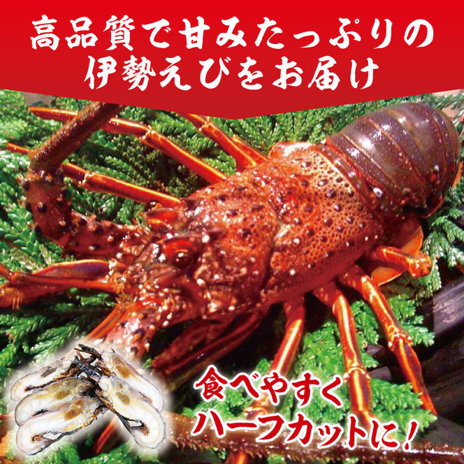 【漁師直送／活〆冷凍】伊勢海老（3kg／6～15尾）（KBL-20)