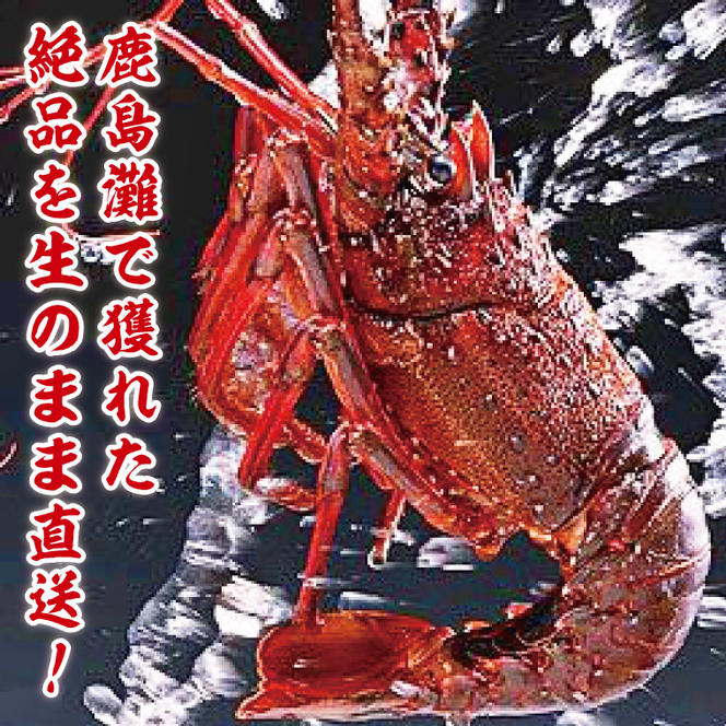 【漁師直送／生】伊勢海老 （3kg／6〜15本） 伊勢エビ (KBL-17)