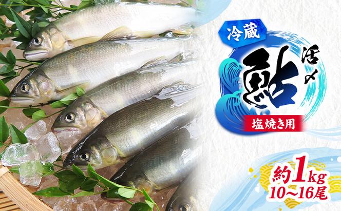 【先行予約】塩焼き用 活〆鮎 1kg （10尾～16尾）| 鮎 あゆ アユ 魚介 魚 川魚 塩焼き 鮎めし 雑炊 おかず 簡単 お手軽  岐阜県 瑞穂市 ※北海道・沖縄・離島への配送不可 ※2026年7月上旬～9月中旬頃に順次発送予定