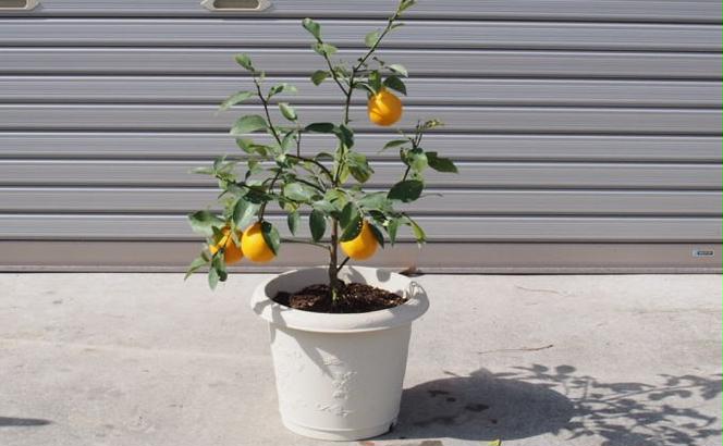 レモンの木鉢植え（白プラ鉢31cm）
