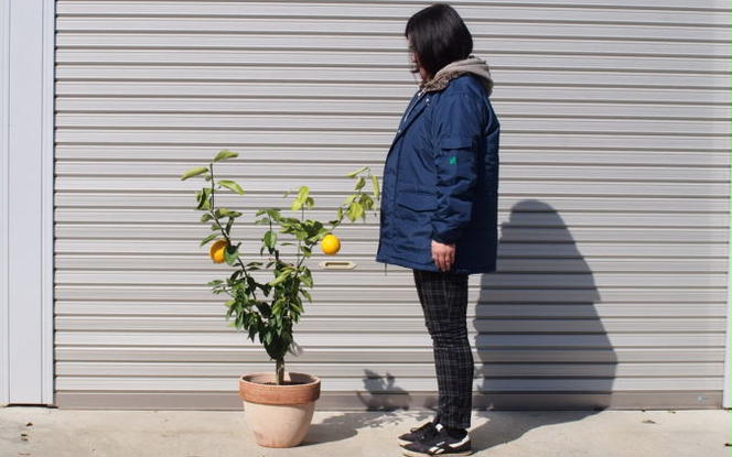 苗木 レモンの木 鉢植え 大きめサイズ テラコッタ鉢 植物 ガーデン ガーデニング ※配送不可:北海道、沖縄、離島