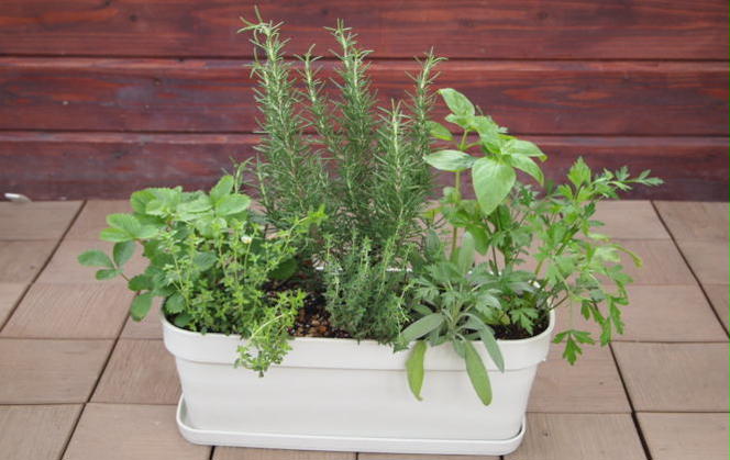 ハーブ 7種 フレッシュハーブ 香りの寄せ植え 白鉢 受皿付き 植物 ガーデン インテリア