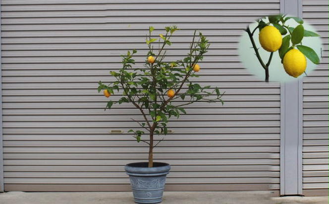苗木 レモン 特大サイズ レモンの木 鉢植え グレー鉢 1個 植物 ガーデン ※配送不可:北海道、沖縄、離島