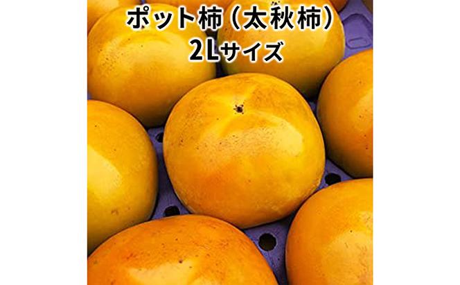 【先行予約】こだわり栽培ポット柿（太秋柿） 2Lサイズ12個入り | 柿 かき カキ 太秋柿 甘い シャキシャキ フルーツ くだもの 果物 秋の味覚 おやつ スイーツ 産地直送 先行 予約 送料無料 岐阜県 瑞穂市 ※離島への配送不可  ※2026年10月中旬～11月上旬頃に順次発送予定