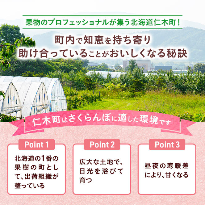 [先行受付] さくらんぼ 佐藤錦 300g×2P Lサイズ 北海道 仁木町［カムナビファーム］【 サクランボ 果物 フルーツ チェリー 】