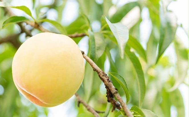 桃 2024年 先行予約 白桃 3玉 合計約800g もも モモ 岡山県産 国産 フルーツ 果物 ギフト