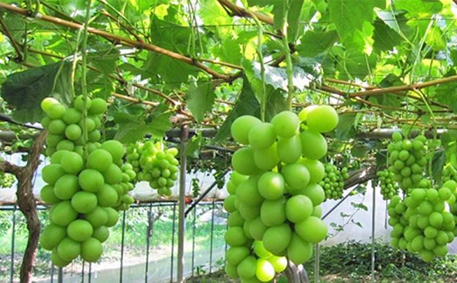 ぶどう 2024年 先行予約 たたらみねらる シャインマスカット 1房（約650g） 岡山県産 葡萄 果物 フルーツ