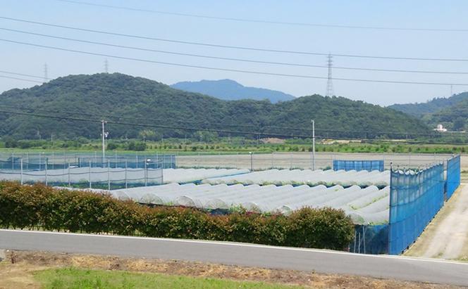 ぶどう 2024年 先行予約 たたらみねらる シャインマスカット 2房（1房約650g） 岡山県産 葡萄 果物 フルーツ
