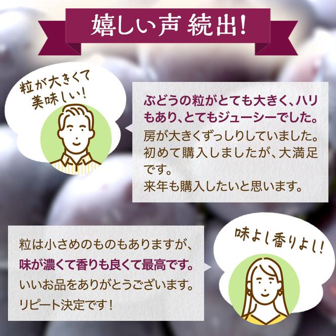 訳あり 辻葡萄園 の  ニュー ピオーネ ご家庭用 満杯詰め 約4kg 岡山県産 ぶどう 葡萄 果物 フルーツ  2025年 先行予約