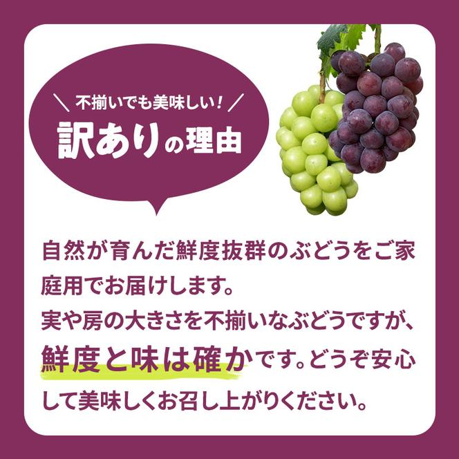 訳あり 辻葡萄園 の ピオーネ 約2kg ご家庭用 岡山県産 ぶどう 葡萄 果物 フルーツ 