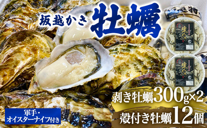  牡蠣 坂越かき 剥き牡蠣 300g×2、殻付き牡蠣 12個 軍手・オイスターナイフ付き[ 生牡蠣 かき カキ 生食 冬牡蠣 ]