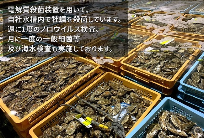 北海道 厚岸産 殻付牡蠣の食べ比べセット！（生食用）  牡蠣 カキ かき 生食 生食用 生牡蠣  食べ比べ