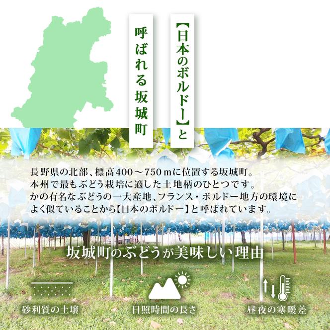 【11・12月発送】富山葡萄園の冷蔵シャインマスカット 2kg以上（3-4房）長野 信州 坂城 産地直送※配送不可エリアあり※