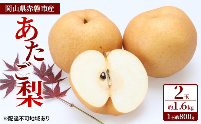 梨 2024年 先行予約 あたご梨 2玉 約1.6kg（1玉約800g）岡山県 赤磐市産【配達不可：離島】 なし フルーツ 果物