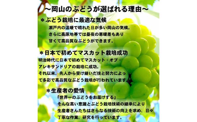 ぶどう 2025年 先行予約 シャイン マスカット 【8月中旬～順次発送分】約2kg 糖度抜群！ ブドウ 葡萄  岡山県産 国産 フルーツ 果物 ギフト