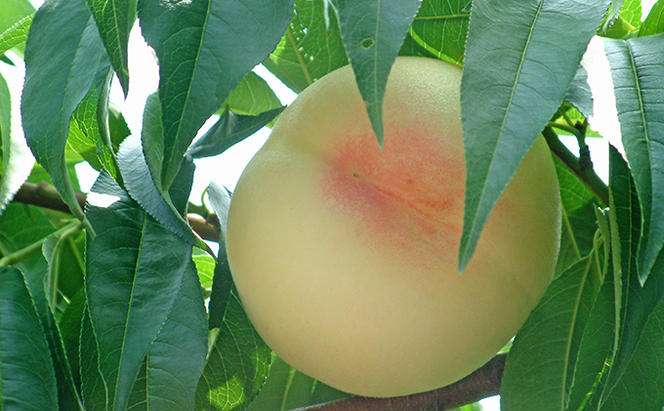 桃 2024年 先行予約 清水 白桃 約800g 3玉  もも 岡山県 赤磐市産 フルーツ 果物 あかいわファーマーズガーデン