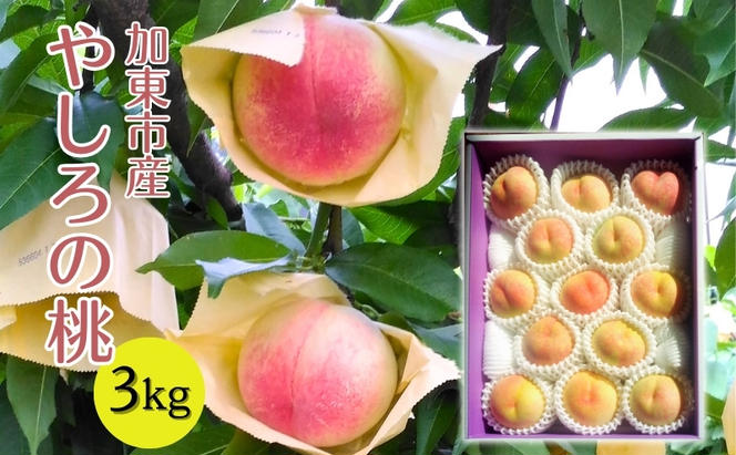 桃 加東市産『やしろの桃』3kg [フルーツ 果物 もも]