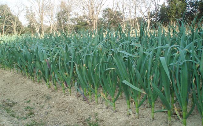 加東市産 オーガニック にんにく 1kg（15～20個）[ ニンニク 野菜 薬味 自家栽培 長期保存 常温保存 料理 ]