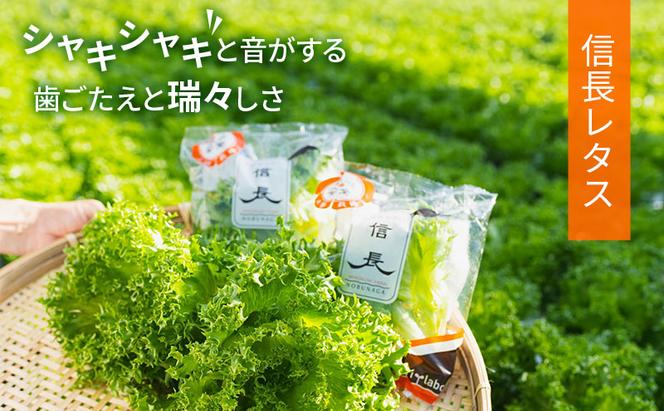 美濃国やさいセット 野菜 野菜セット レタス フリルレタス 水耕栽培 安全 安心 衛生的 新鮮 シャキシャキ 産地直送 サラダ サンドイッチ