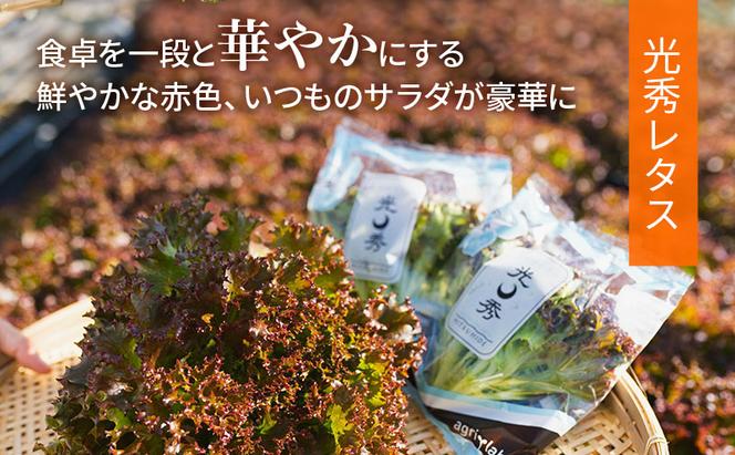 美濃国やさいセット 野菜 野菜セット レタス フリルレタス 水耕栽培 安全 安心 衛生的 新鮮 シャキシャキ 産地直送 サラダ サンドイッチ