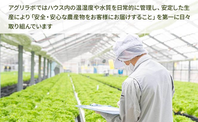 美濃国やさいセット 野菜 野菜セット レタス フリルレタス 水耕栽培 安全 安心 衛生的 新鮮 シャキシャキ 産地直送 サラダ サンドイッチ