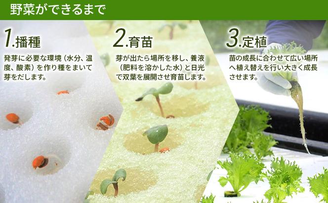 美濃国やさいセット 野菜 野菜セット レタス フリルレタス 水耕栽培 安全 安心 衛生的 新鮮 シャキシャキ 産地直送 サラダ サンドイッチ