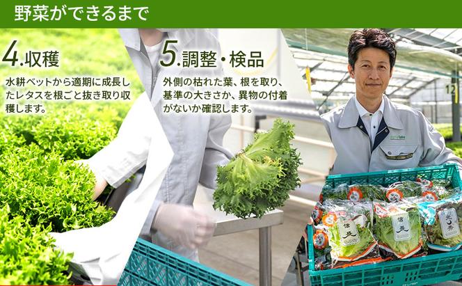 美濃国やさいセット 野菜 野菜セット レタス フリルレタス 水耕栽培 安全 安心 衛生的 新鮮 シャキシャキ 産地直送 サラダ サンドイッチ