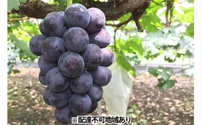 ひらた農園 岡山県産 加温ハウス栽培 ニューピオーネ 約2kg（3～5房） 果物 ぶどう フルーツ 