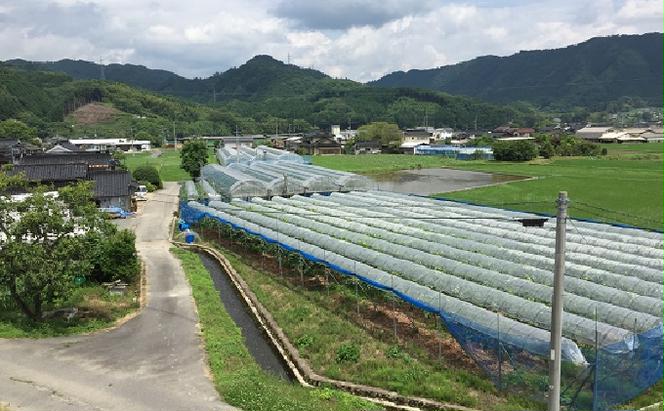 ひらた農園 岡山県産 シャインマスカット 約2kg（3～4房） 果物類 ぶどう フルーツ ブドウ 果物 