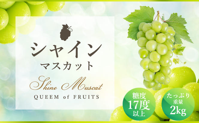 《化粧箱入り》最高級ハウス シャインマスカット 約2kg 糖度17度以上【お届け：2024年7月中旬～8月中旬】