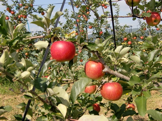 信州小諸・福井りんご園のシナノスイート（家庭用）約5kg 果物類 林檎 りんご リンゴ シナノスイート 家庭用