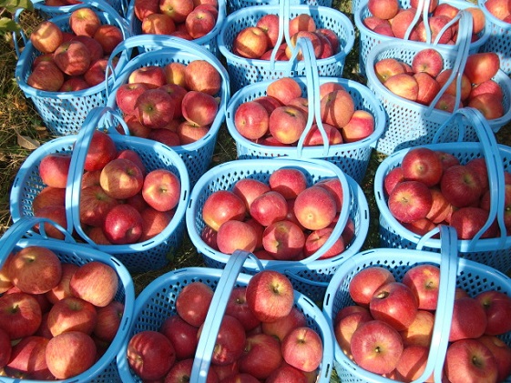信州小諸・福井りんご園のサンふじりんご（家庭用）約5kg 果物類 林檎 りんご リンゴ サンふじ 家庭用