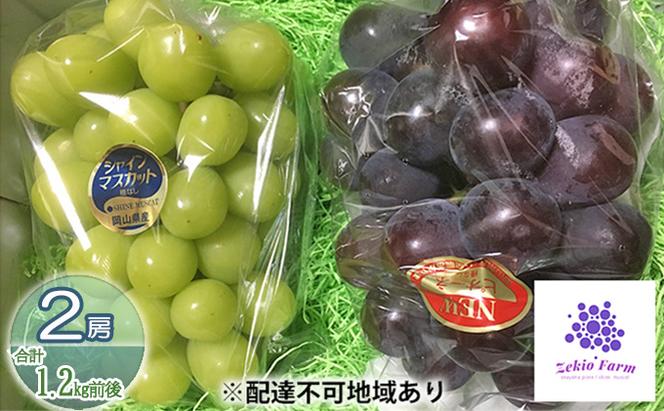 ぶどう食比べセット 2房 合計1.2kg前後 葡萄 フルーツ 岡山 高梁市産 ぜきお農園 ぶどうclub 2024年 先行予約