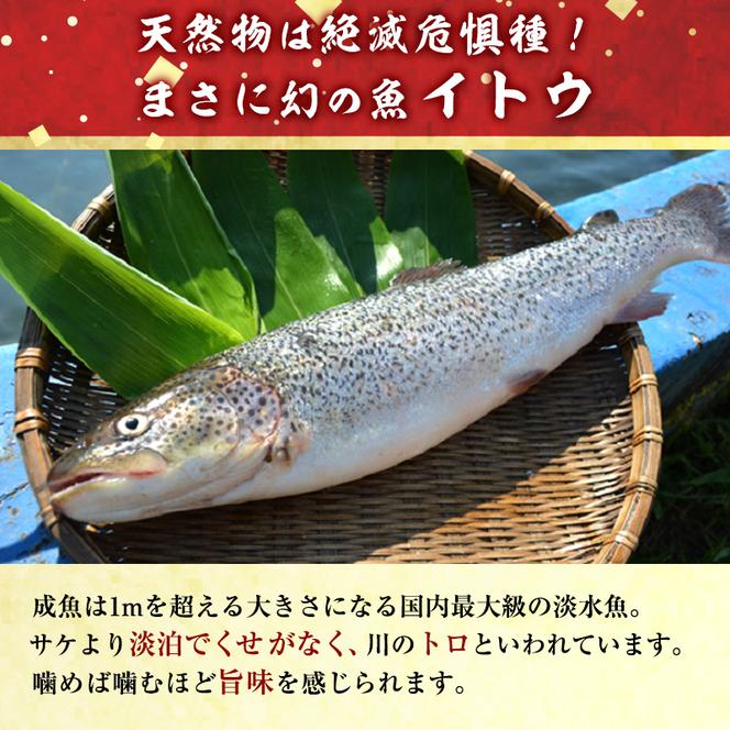 幻の魚イトウのうす造り（真空冷凍パック）170g×2パック