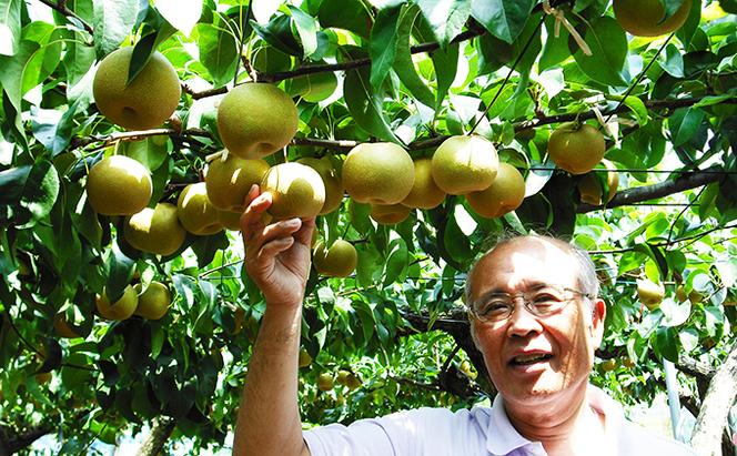 冬に味わう！藤岡さんが作った氷温保存きららか梨 3玉入り