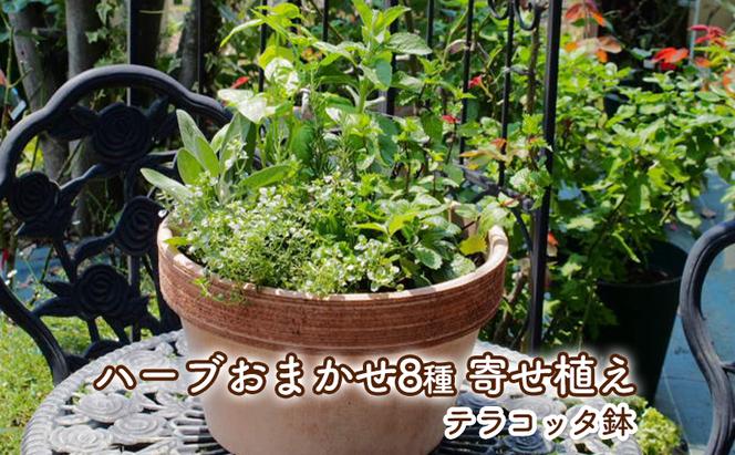 ハーブ 寄せ植え 8種 テラコッタ鉢 30cm 植物 インテリア ガーデン