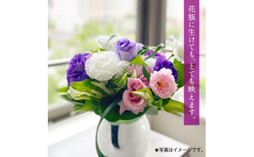 《先行予約》芸西村特産 トルコギキョウ花束（約15本程度の花束）