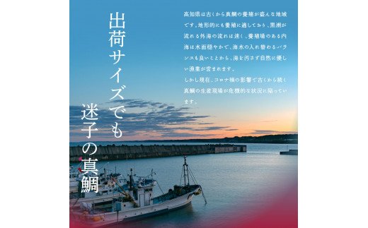 KYF117　海鮮「真鯛の漬け丼の素」1食80g×5P＋「訳ありカツオのたたき」600g以上《迷子の真鯛を食べて応援 養殖生産業者応援プロジェクト》 応援 惣菜 そうざい 冷凍 保存食 小分け パック 高知 海鮮丼 一人暮らし〈高知市共通返礼品〉